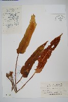 盧山石葦藏品圖，第1張