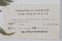 長尾複葉耳蕨藏品圖，第2張