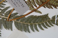 長尾複葉耳蕨藏品圖，第3張