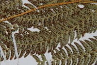 長尾複葉耳蕨藏品圖，第5張