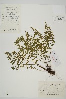 縮羽鐵角蕨藏品圖，第1張