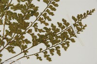 縮羽鐵角蕨藏品圖，第3張