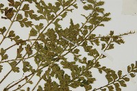 縮羽鐵角蕨藏品圖，第4張
