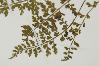 縮羽鐵角蕨藏品圖，第5張