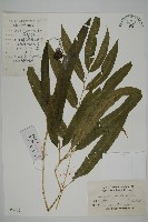 日本鳳丫蕨藏品圖，第1張