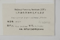 日本鳳丫蕨藏品圖，第2張