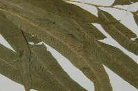 日本鳳丫蕨藏品圖，第3張