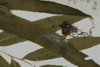 日本鳳丫蕨藏品圖，第4張