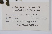 邊緣鱗蓋蕨藏品圖，第2張