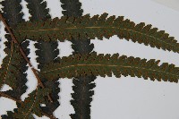 邊緣鱗蓋蕨藏品圖，第4張