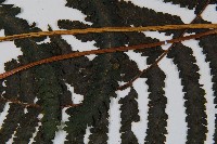 邊緣鱗蓋蕨藏品圖，第5張