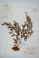 烏蕨藏品圖，第1張