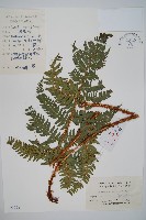 觀光鱗毛蕨藏品圖，第1張