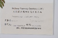 觀光鱗毛蕨藏品圖，第2張