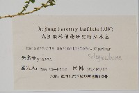 翠雲草、藍草藏品圖，第2張
