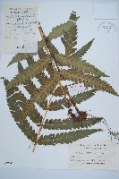 日本狗脊蕨藏品圖，第1張