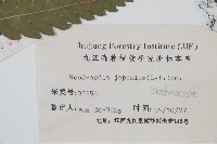 日本狗脊蕨藏品圖，第2張