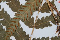 日本狗脊蕨藏品圖，第3張