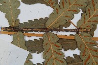 日本狗脊蕨藏品圖，第4張