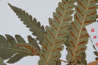 日本狗脊蕨藏品圖，第5張