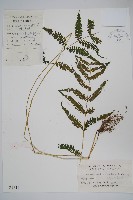 密腺副金星蕨藏品圖，第1張