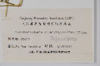 密腺副金星蕨藏品圖，第2張