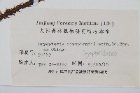 闊鱗鱗毛蕨藏品圖，第2張