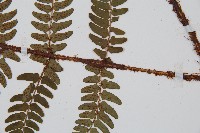 闊鱗鱗毛蕨藏品圖，第3張