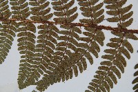 闊鱗鱗毛蕨藏品圖，第4張