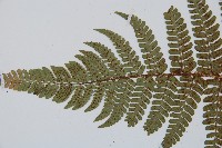 闊鱗鱗毛蕨藏品圖，第5張