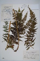 假普通針毛蕨藏品圖，第1張