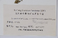 假普通針毛蕨藏品圖，第2張