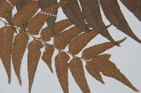 貫眾蕨藏品圖，第3張