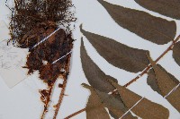 貫眾蕨藏品圖，第5張