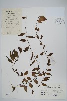 抱石蓮藏品圖，第1張