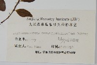 抱石蓮藏品圖，第2張