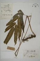 日本鳳丫蕨藏品圖，第1張