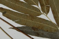 日本鳳丫蕨藏品圖，第3張