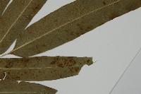 日本鳳丫蕨藏品圖，第4張