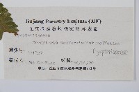 同形鱗毛蕨藏品圖，第2張