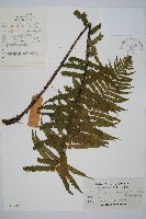 桫欏鱗毛蕨藏品圖，第1張