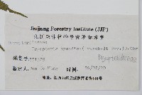 桫欏鱗毛蕨藏品圖，第2張