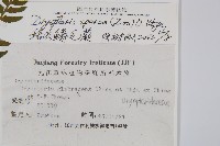 長葉鱗毛蕨藏品圖，第2張