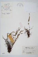 鐵角蕨藏品圖，第1張