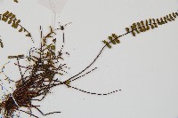 鐵角蕨藏品圖，第3張