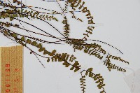 鐵角蕨藏品圖，第4張