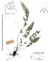 半邊羽裂鳳尾蕨藏品圖，第1張