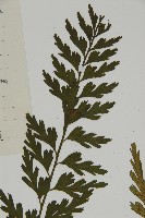 華南鐵角蕨藏品圖，第2張