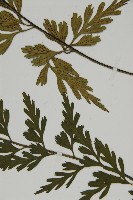 華南鐵角蕨藏品圖，第3張