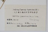 日本金粉蕨藏品圖，第2張